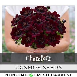 May include: A bouquet of dark burgundy cosmos flowers, held by a person wearing a white shirt. The flowers have a deep, rich color with textured centers. The image includes the text "Chocolate" and "COSMOS SEEDS".