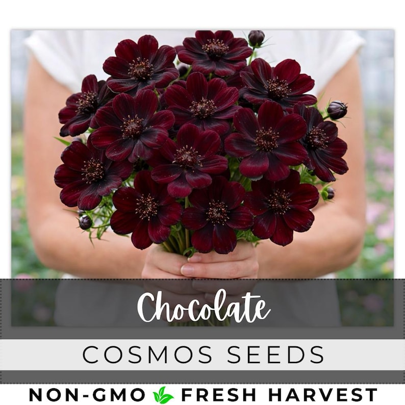 May include: A bouquet of dark burgundy cosmos flowers, held by a person wearing a white shirt. The flowers have a deep, rich color with textured centers. The image includes the text "Chocolate" and "COSMOS SEEDS".