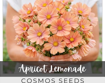 125 Seeds Cosmos, Apricot Lemonade, Outdoor Garden Planting Heirloom, Great for arrangements