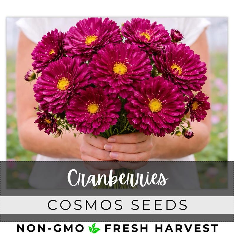 May include: A bouquet of vibrant, deep magenta cosmos flowers with bright yellow centers. The flowers are held by a person wearing a white top. The image includes the text "Cranberries" and "Cosmos Seeds".