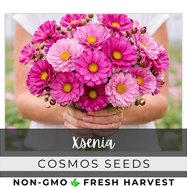 May include: A bouquet of vibrant pink cosmos flowers with yellow centers. The flowers are held in front of a person wearing a white shirt. The text "Xsenia" and "Cosmos Seeds" are displayed on the image.