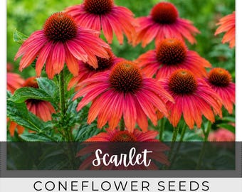 45 Seeds Coneflower, Scarlet, Outdoor Garden Planting Heirloom, Great for arrangements