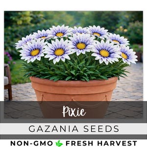 May include: A terracotta pot filled with Gazania Pixie flowers. The flowers have white petals with purple streaks and yellow centers. The pot sits on a brick patio, with a blurred green background. The text "Gazania Seeds" is visible.
