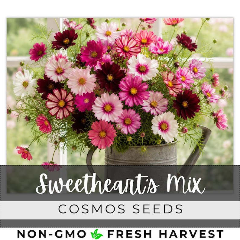 May include: A vibrant bouquet of cosmos flowers in shades of pink, white, and burgundy, arranged in a galvanized metal watering can. The image includes the text "Sweetheart's Mix" and "Cosmos Seeds".