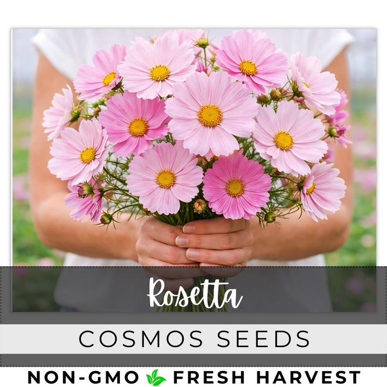 May include: A bouquet of pink cosmos flowers with yellow centers. The flowers are held in front of a person wearing a white shirt. The text "Rosetta" is above the text "COSMOS SEEDS".