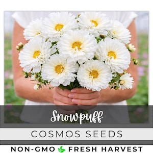 May include: A bouquet of white Snowpuff Cosmos flowers with yellow centers. The flowers are held in front of a person wearing a white top. The image includes the text "Snowpuff Cosmos Seeds" and "Non-GMO Fresh Harvest".