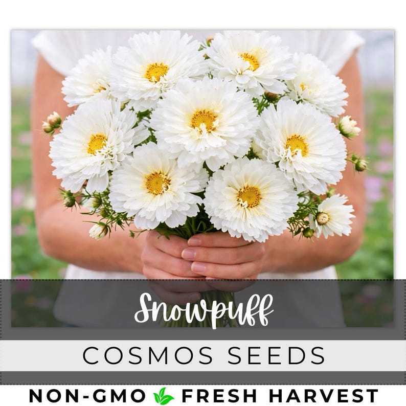 May include: A bouquet of white Snowpuff Cosmos flowers with yellow centers. The flowers are held in front of a person wearing a white top. The image includes the text "Snowpuff Cosmos Seeds" and "Non-GMO Fresh Harvest".