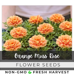 irish eyes garden seeds Unwins Sunflower Irish Eyes Seeds