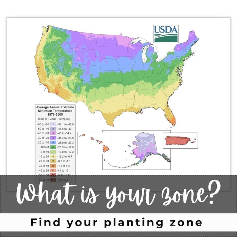 May include: A USDA map of the United States showing plant hardiness zones, with a color-coded temperature guide. The text "What is your zone? Find your planting zone" is at the bottom.