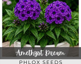 110 Seeds Phlox, Amethyst Dream, Outdoor Garden Planting Heirloom, Great for arrangements