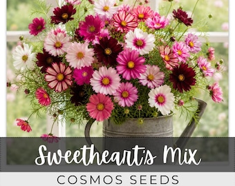 125 Seeds Cosmos, Sweetheart's Mix, Outdoor Garden Planting Heirloom, Great for arrangements
