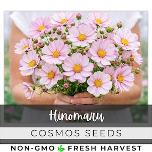 May include: A bouquet of pink cosmos flowers with yellow centers and green stems. The flowers are held in hands against a blurred background. The text "Hinomaru COSMOS SEEDS" is displayed at the bottom, along with "NON-GMO FRESH HARVEST".