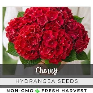 May include: A vibrant bouquet of red Cherry hydrangea flowers with green leaves. The image includes the text "Cherry" and "HYDRANGEA SEEDS" with the words "NON-GMO" and "FRESH HARVEST" at the bottom.