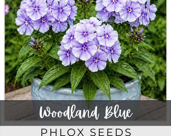 110 Seeds Phlox, Woodland Blue, Outdoor Garden Planting Heirloom, Great for arrangements
