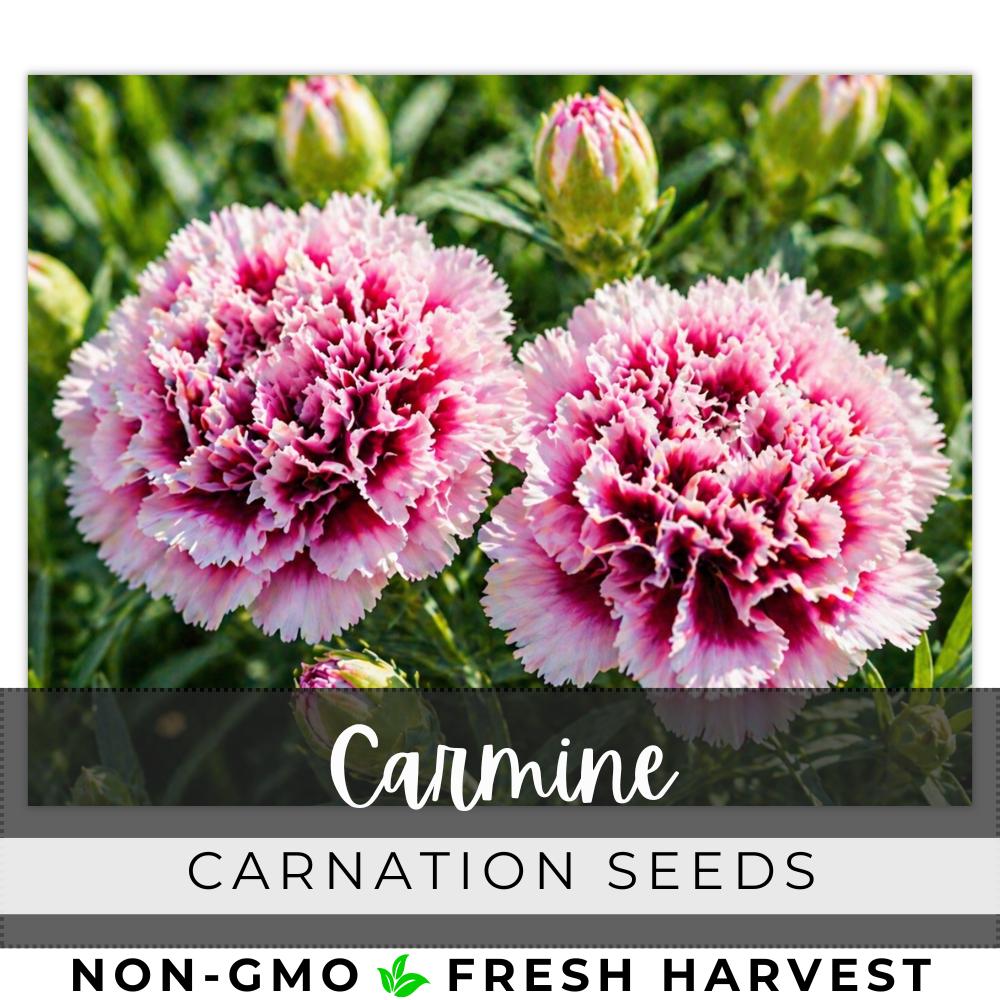 125 Seeds Carnation, Carmine, Outdoor Garden Planting Heirloom, Great ...