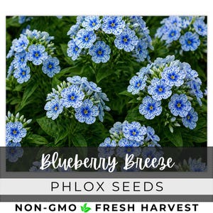 110 Seeds Phlox, Blueberry Breeze, Outdoor Garden Planting