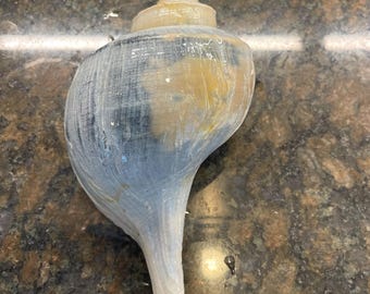 Atlantic Channeled Whelk Shell, Natural Coastal Decor, Beach Home Accent