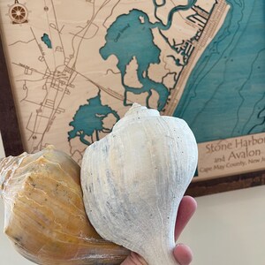 May include: Two seashells, one tan and one white, are held in front of a wooden map of Stone Harbor and Avalon, Cape May County, New Jersey. The map has blue water features and a dark brown frame.