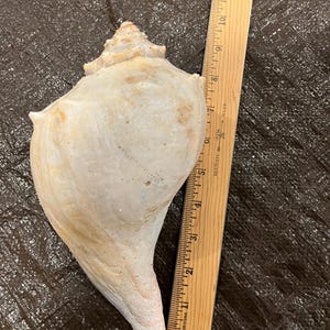 May include: A large, off-white conch shell with a spiral shape. A wooden ruler is placed next to the shell, showing a length of approximately 28 cm. The shell has a textured surface and a pointed end.