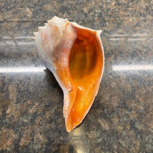 May include: A large, natural seashell with a spiral shape. The shell features a creamy white exterior and a vibrant orange interior. The shell's opening reveals a smooth, polished surface. This decorative shell is a natural home decor item.