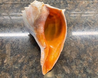 May include: A large, natural seashell with a spiral shape. The shell features a creamy white exterior and a vibrant orange interior. The shell's opening reveals a smooth, polished surface. This decorative shell is a natural home decor item.