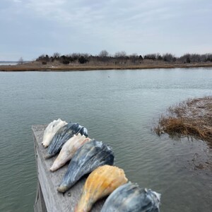 May include: A row of six conch shells, each with unique colors ranging from white to yellow and blue, are arranged on a weathered wooden surface. The shells are positioned against a backdrop of a calm body of water and a cloudy sky.