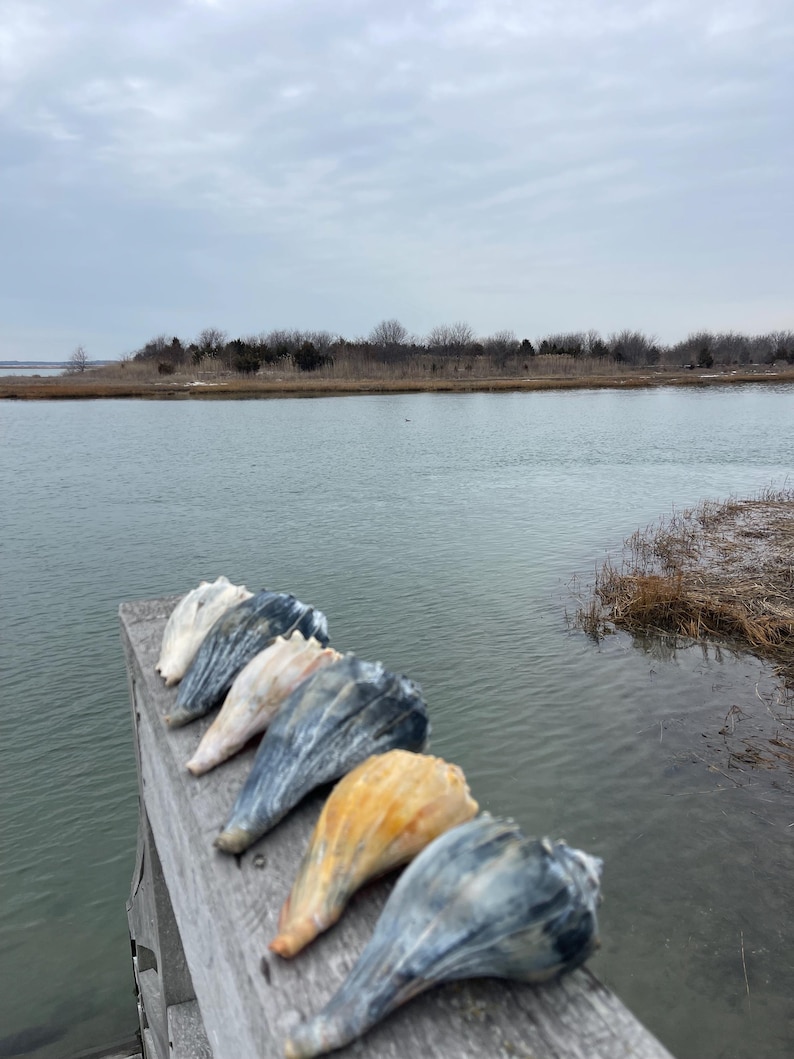 May include: A row of six conch shells, each with unique colors ranging from white to yellow and blue, are arranged on a weathered wooden surface. The shells are positioned against a backdrop of a calm body of water and a cloudy sky.