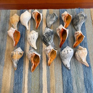 May include: A collection of various seashells, showcasing a range of colors from creamy white and tan to gray and orange. The shells are arranged on a striped blue and beige rug, highlighting their natural textures and shapes. Ideal for coastal decor.