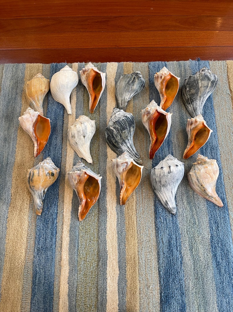 atlantic conch shell natural coastal decor new jersey beach home accent authentic sea shell for nautical decor ocean-inspired spaces.jpg