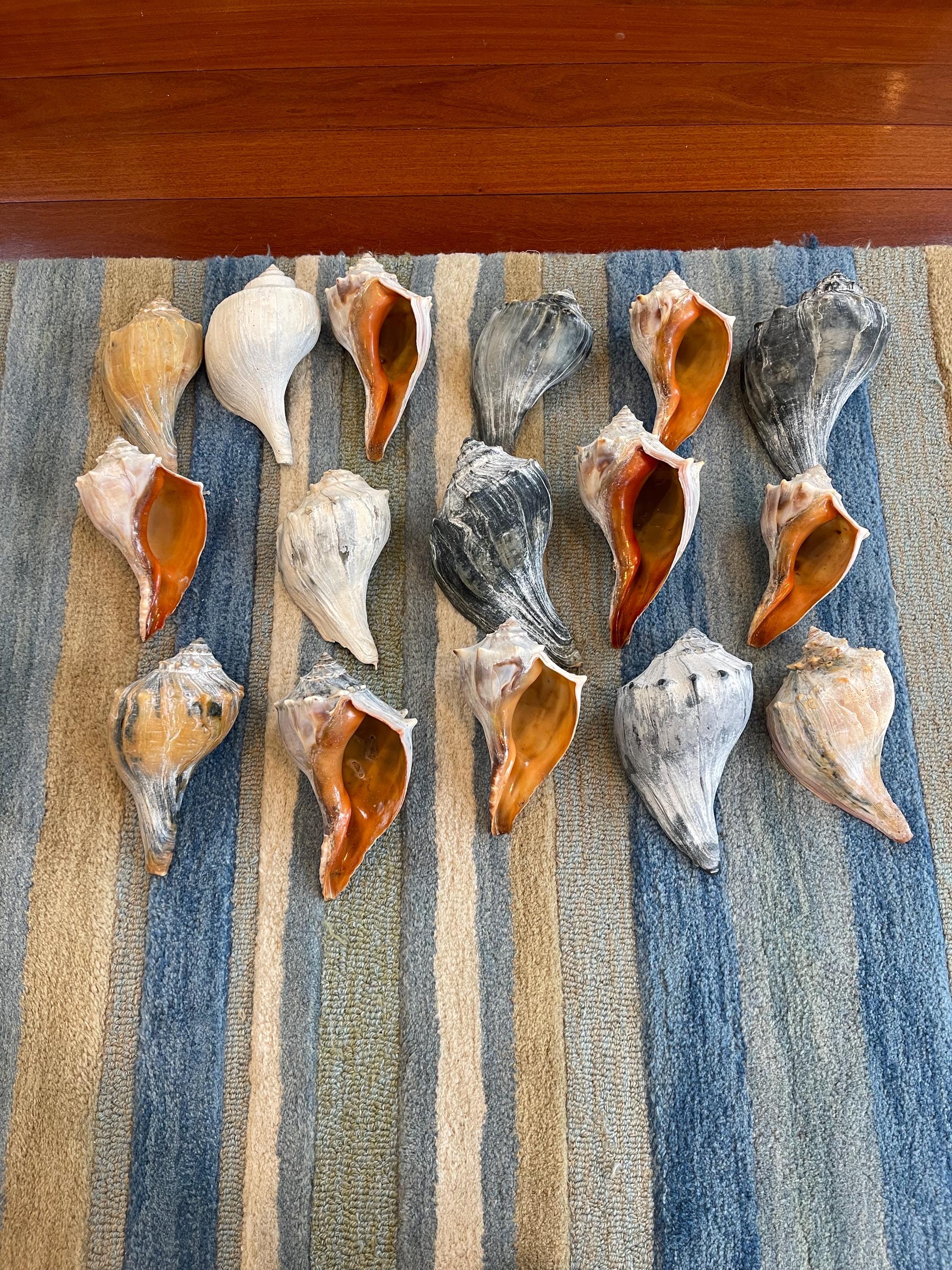 Conkr Shell Atlantic Conch Shell, Natural Coastal Decor, New Jersey Beach Home ...