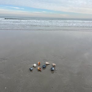 May include: A collection of seashells of various colors and sizes rests on a wet, sandy beach. The shells include shades of white, orange, and blue. The ocean and sky are visible in the background, creating a serene coastal scene.