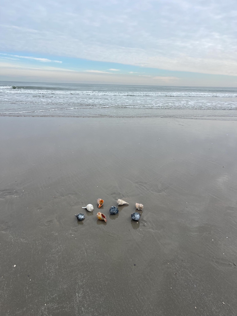 May include: A collection of seashells of various colors and sizes rests on a wet, sandy beach. The shells include shades of white, orange, and blue. The ocean and sky are visible in the background, creating a serene coastal scene.
