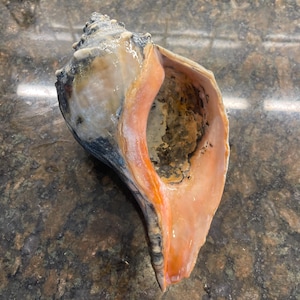 May include: A large conch shell featuring a spiraled exterior with mottled shades of gray, brown, and white. The interior aperture is smooth and glossy, displaying a vibrant, saturated orange hue that transitions into a deep, dark brown cavity.