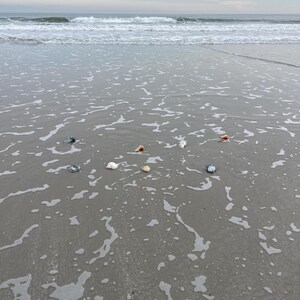 May include: A serene beach scene with gentle waves rolling onto the shore. Several seashells of various colors, including white, brown, and blue, are scattered in the wet sand, creating a natural coastal display.