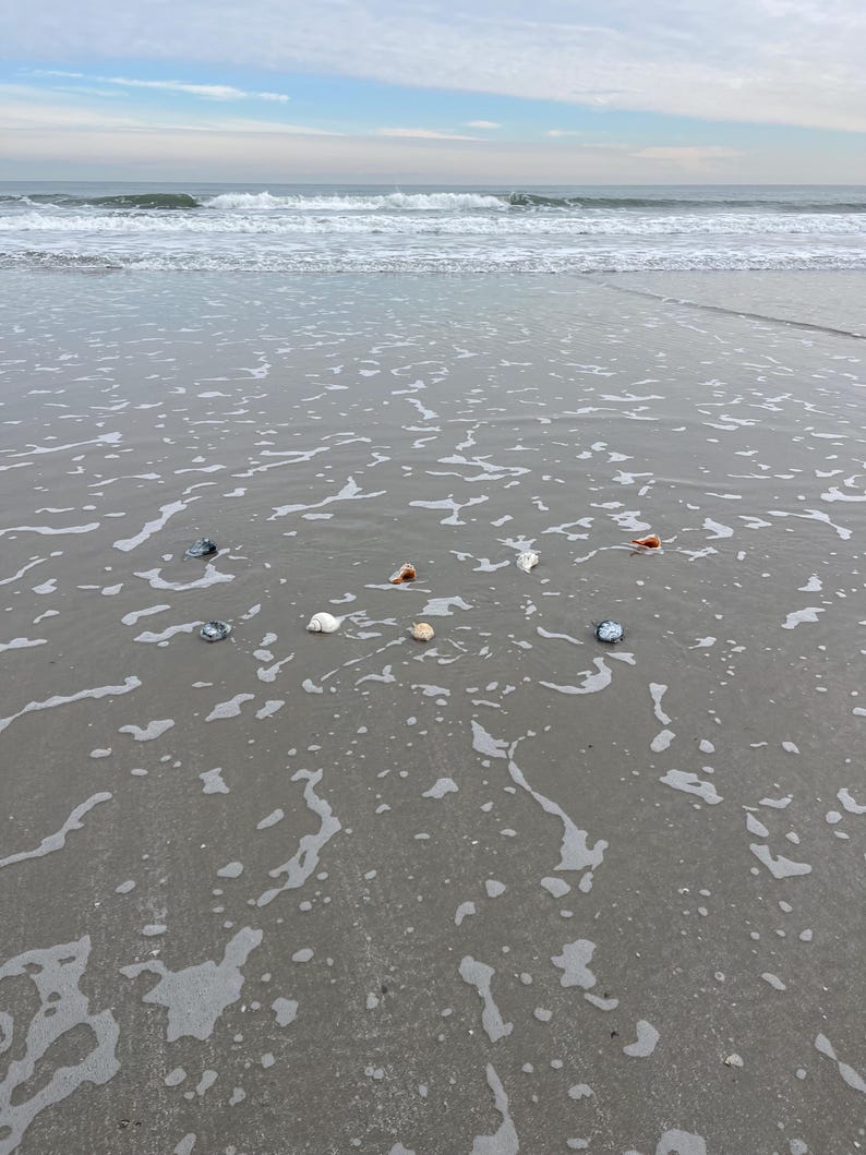May include: A serene beach scene with gentle waves rolling onto the shore. Several seashells of various colors, including white, brown, and blue, are scattered in the wet sand, creating a natural coastal display.