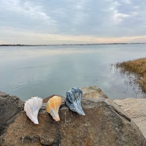 May include: Three decorative seashell sculptures in white, orange, and gray hues are displayed on a large rock. The shells are positioned in front of a calm body of water under a cloudy sky, creating a serene coastal scene.