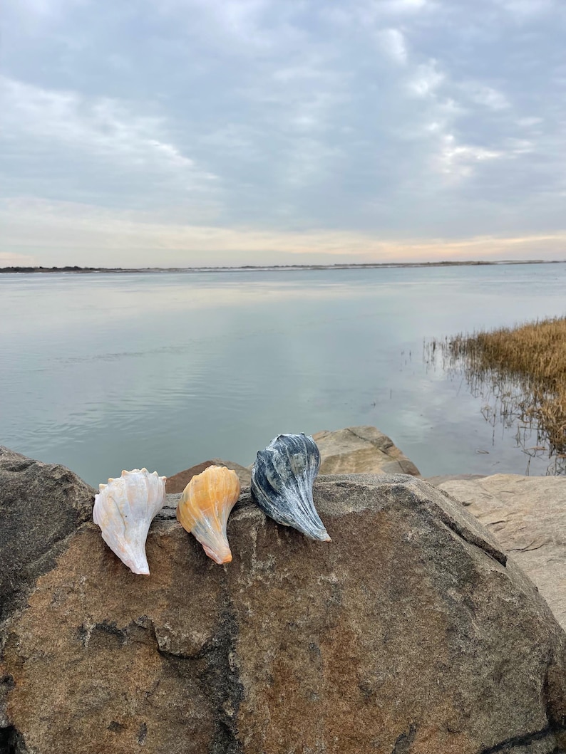 May include: Three decorative seashell sculptures in white, orange, and gray hues are displayed on a large rock. The shells are positioned in front of a calm body of water under a cloudy sky, creating a serene coastal scene.