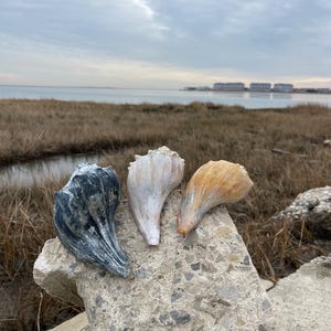 May include: Three seashells of varying colors: dark gray, off-white, and tan. The shells are resting on a rough, gray concrete surface, with a coastal landscape in the background. The sky is overcast, and the scene evokes a natural, beachy aesthetic.