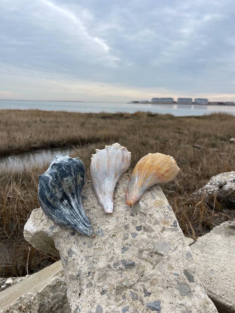 May include: Three seashells of varying colors: dark gray, off-white, and tan. The shells are resting on a rough, gray concrete surface, with a coastal landscape in the background. The sky is overcast, and the scene evokes a natural, beachy aesthetic.