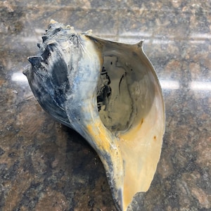 May include: A large, natural seashell with a spiral shape. The shell features a mix of colors, including dark blue, cream, and yellow. The interior of the shell is a light cream color. The shell is a natural product and may have imperfections.