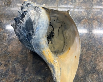 May include: A large, natural seashell with a spiral shape. The shell features a mix of colors, including dark blue, cream, and yellow. The interior of the shell is a light cream color. The shell is a natural product and may have imperfections.