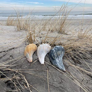 May include: Three seashells in shades of yellow, white, and blue-grey rest on a dark, textured surface. The shells are positioned in a row, with the ocean and beach grass in the background. The sky is overcast.