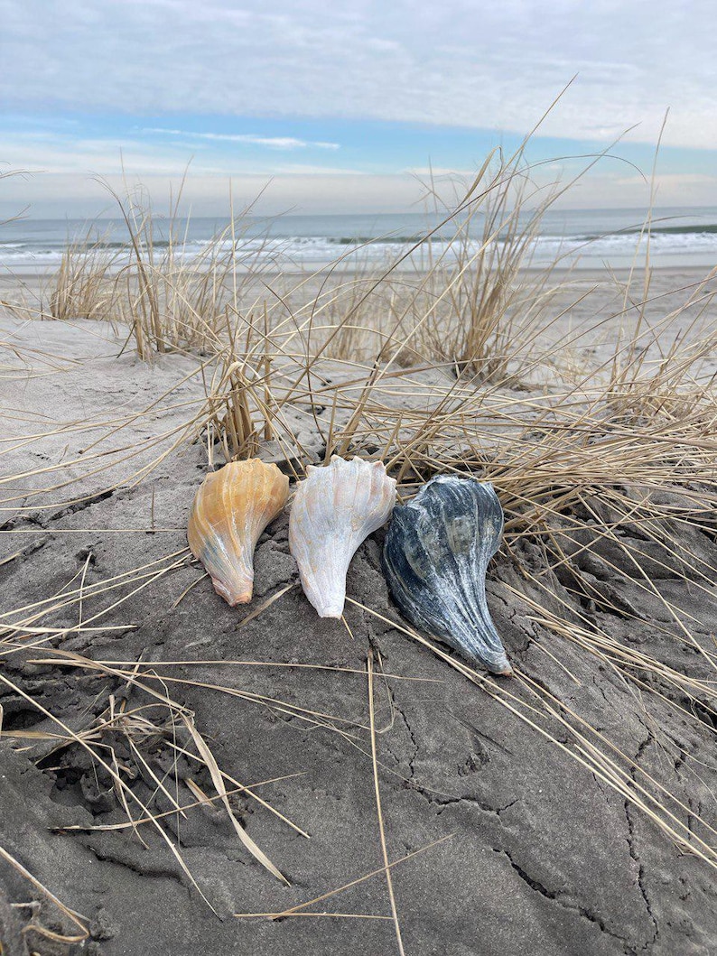May include: Three seashells in shades of yellow, white, and blue-grey rest on a dark, textured surface. The shells are positioned in a row, with the ocean and beach grass in the background. The sky is overcast.