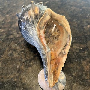 May include: A natural seashell candle featuring a dark grey and brown exterior with a smooth, translucent wax fill inside the shell cavity. A single white cotton wick is centred within the wax, which contains small embedded particles.