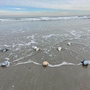 May include: A serene beach scene with the ocean meeting the shore under a cloudy sky. Several seashells of various colors and sizes are scattered along the wet sand, partially submerged in the gentle waves.