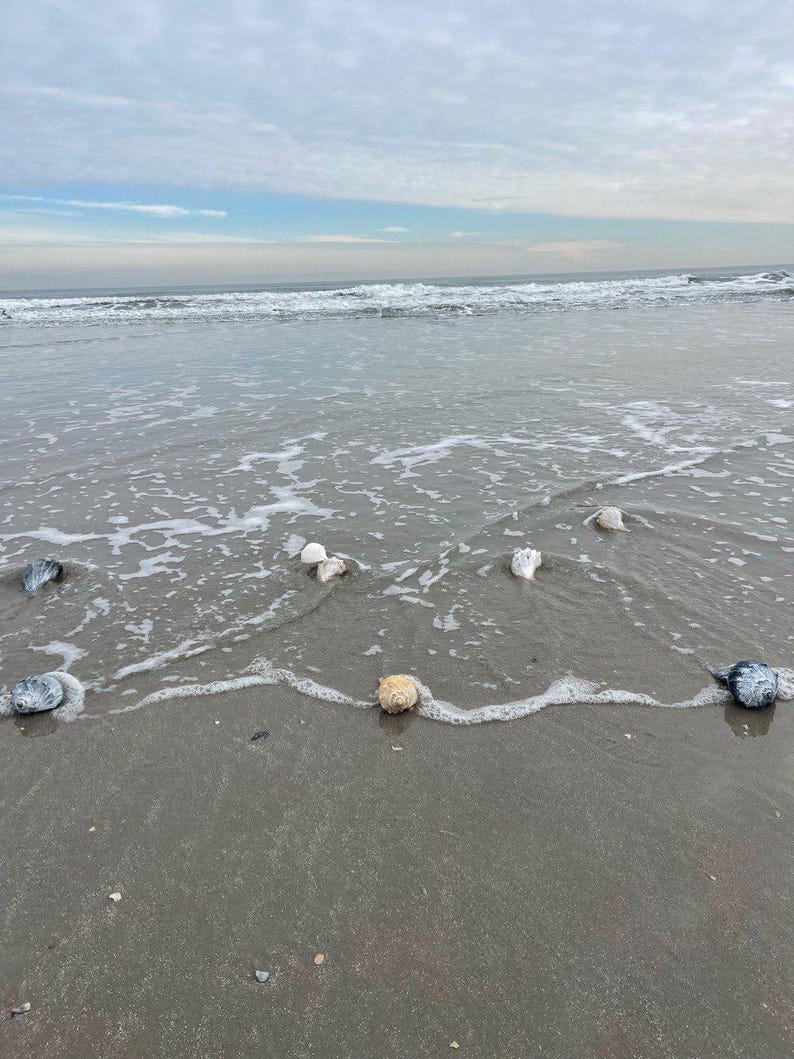 May include: A serene beach scene with the ocean meeting the shore under a cloudy sky. Several seashells of various colors and sizes are scattered along the wet sand, partially submerged in the gentle waves.