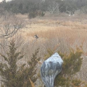 May include: A large, gray and white seashell is attached to a green tree branch. In the background, a goose sits on a branch in a field of tall, dry grass. The sky is overcast.
