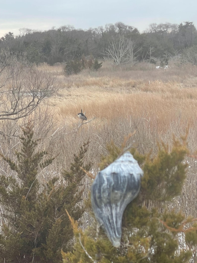 May include: A large, gray and white seashell is attached to a green tree branch. In the background, a goose sits on a branch in a field of tall, dry grass. The sky is overcast.