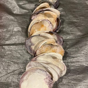 Hand Polished Wampum Quahog Shell, Purple Ocean Collectible, Ethically Sourced Coastal Decor