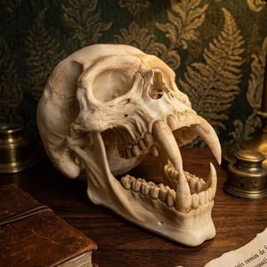 Può includere: Una replica realistica color crema di un teschio di primate con canini allungati prominenti e mascella aperta. Il teschio mostra texture ossee dettagliate, incluse suture e strutture dentali, presentate in una vista di tre quarti.